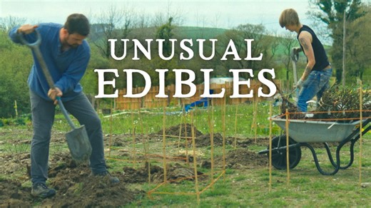 Planting Over 200 Roses for Eating! | Huw's Garden Diaries