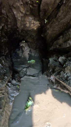 So Many Fish Under the Tree | Incredible Catch #Fishing #LotsOfFish #VillageFishing #FishingVideo