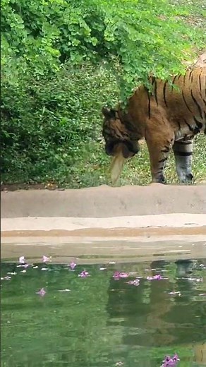 Tiger Having Bad Day Vomiting😥❤