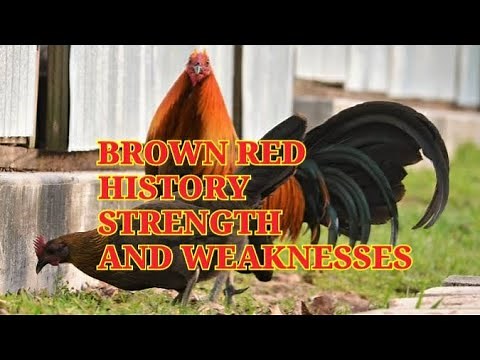 Brown Red history and characteristics