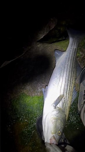 Striper bass #fishing #stripedbass #fish