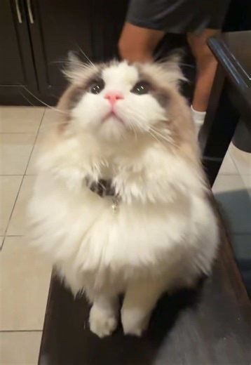 Exploring the Ragdoll Cat Breed