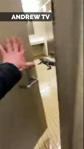 Andrew Lincoln on Instagram: "An alligator invasion in a bathroom"