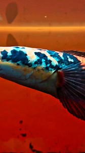 1K views · 309 reactions | Small frame, bright future.  This juvenile Yellow Maru isn’t just growing — it’s *becoming*. Sharp movements, curious eyes, and that early spark of a predator finding its identity. You can already feel the potential building under those young scales. How big do you think this one will glow when it hits maturity?  #reels #trendingreels #channa #fblifestyle #california | Elquatic Id | Facebook