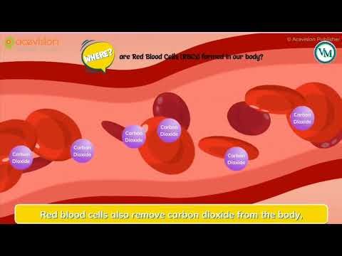 Where are Red Blood Cells (RBCs) formed in our body?