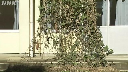 冬のヘチマにこん虫は？ | NHK for School