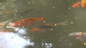 Koi Fish Pond Overhead View (HD). Several beautiful Koi fish seen from above in a calm pond. Shot with circular polarizer to see below the water. 4k Footage