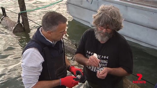 13K views · 105 reactions | The state government is under fire over its handling of the early stages of the algal bloom crisis. Documents obtained by 7NEWS reveal a trail of buck-passing between key departments as the alarm bells began ringing. Download the 7NEWS app: https://7news.link/7NEWSapp #saparli #7NEWS | 7NEWS Adelaide | Facebook