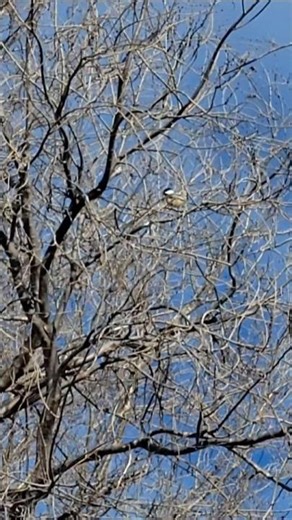 Black-Capped Chickadee Song Sound! #chickadee #mybackyard #birdsinging #southdakota #shorts