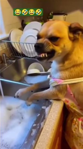 Sibling Rivalry 😁: The Comedy #shorts #comedy