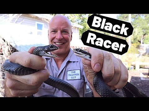 Florida Southern Black Racer. Common black snake (Coluber constrictor priapus)