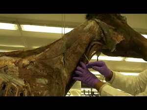 Equine Neck 1