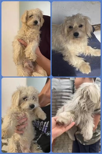 🐾 À l’adoption : Anton 💙 en famille d accueil chez Elisabeth ( Roumanie ) Né en décembre 2024, Anton est un adorable chiot mâle qui a déjà connu bien des épreuves… Trouvé dans la rue après avoir été abandonné par des personnes parties en Autriche, il a eu la chance d’être sauvé à temps 🙏 Un peu timide quand il ne connaît pas, Anton se révèle très sociable et attachant une fois en confiance 🐶💖 Il mérite une famille douce et patiente, prête à lui offrir la sécurité et l’amour qu’il n’a jamais