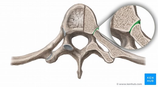 Costovertebral and costotransverse joints