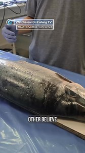 2.4K views · 20 reactions | Can we save the salmon in time? -...