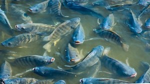 117K views · 20 reactions | Mahalagang Kaalaman sa Tilapia Farming- BEGINNERS GUIDE | Pinoy Palaboy | Facebook