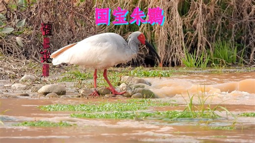 难得一见，国宝朱鹮溪边觅食，见者接吉祥福气
