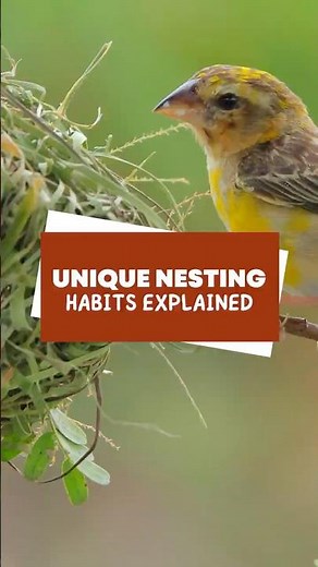 Unique Nesting Habits Explained #shorts