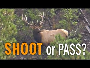 Elk Hunting Colorado - Eastmans’ Hunting TV