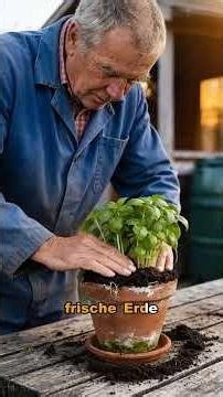 How to Care for and Properly Divide Supermarket Basil #basil #planttips #gardenhacks