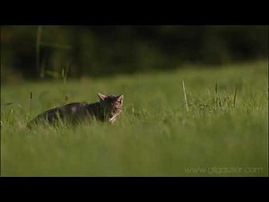 Grâce naturelle ( Chat forestier - Felis silvestris) .. Bientôt la suite ...