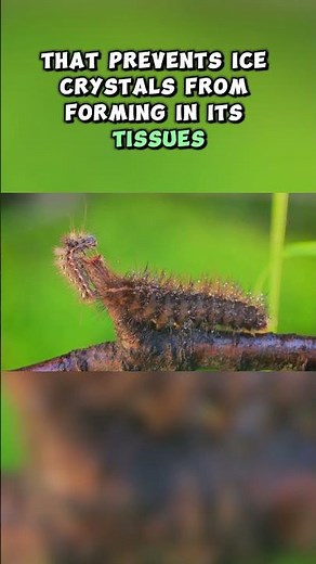 Top Ten Arctic Creatures That Can Survive Extreme Cold: The Resilient Insect