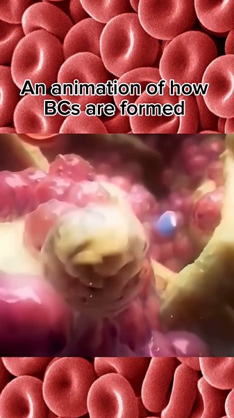 Understanding Hematopoiesis: Blood Cell Formation Process