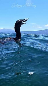 1.4K reactions · 30 shares | Galapagos flightless cormorant fishing a...