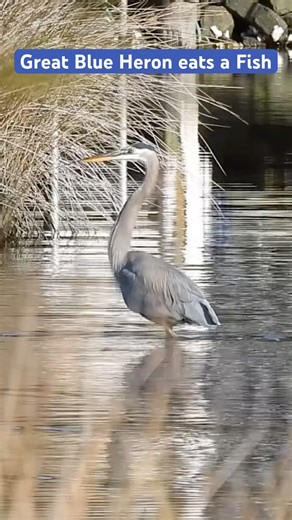 Great Blue Heron Eats a Fish #greatblueheron