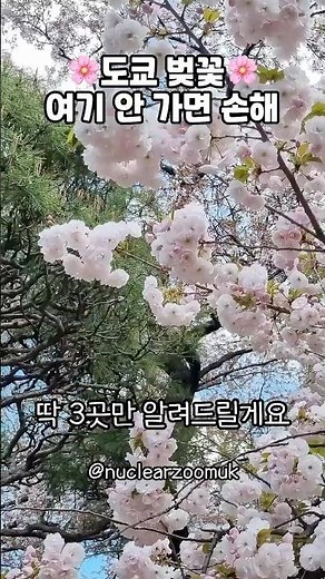 도쿄 벚꽃 명소 3곳🌸 시간 낭비 없이 이걸로 끝 #도쿄여행 #도쿄벚꽃 #일본여행 #벚꽃명소 #도쿄명소 #스미다공원 #신주쿠교엔 #메구로강 #벚꽃여행 #여행추천