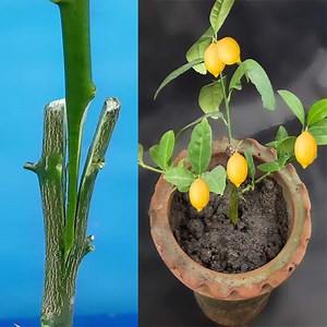 973K views · 14K reactions | Best Way to Grafting Lemon Tree | Rana Craft | Facebook