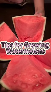 Tips for growing watermelons #plant #planting #growing #tips #watermelons #vegetablecultivation #watermeloncultivation #fruitcultivation #fruit | Seed To Harvest