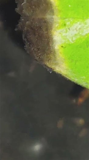 10 Days Old Polar Parrot Fries 🐠 | Aquarium Breeding Journey | Shorts