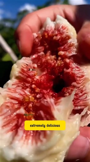 3K views · 35 reactions | fig tree | Dodo Garden | Facebook