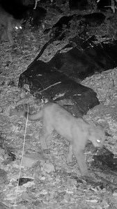 Conservation update from Field Research Project Manager, Kinley! Trail cams are an amazing resource that we can use to further research wild populations! 🐾 | Phoenix Zoo
