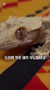 인절미 관찰 1일차