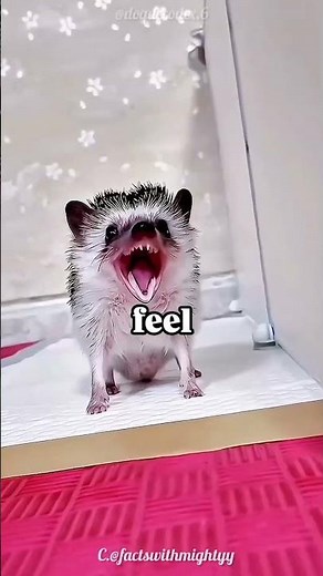 🦔 Hedgehog Facts That Will Surprise You!
