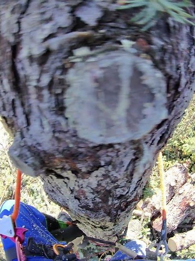 How to Climb using Tree Spikes