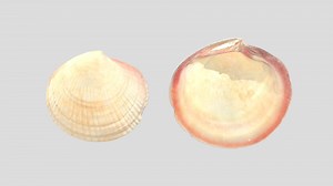 クチベニツキガイ  /   Punctate lucina - 3D model by tiganeh-workroom