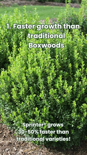 1.3K views · 20 reactions | Looking for the perfect boxwood?  Sprinter® Boxwood checks all the boxes! It is deer resistant, grows fast, and has superior winter hardiness! The best part? These are currently Buy 4 Get 30% OFF! #provenwinners #boxwood #summerplanting #hardyplant #plantstrong | Proven Winners Direct | Facebook
