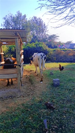 Feeding Full Corn Silage at Mulot Dairy Farm