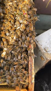 9K views · 657 reactions | #honey #bee #canada | Beekeeper in Canada | Facebook