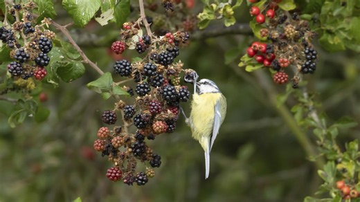 The easy-to-grow bush that'll fill your yard with bluebirds & butterflies