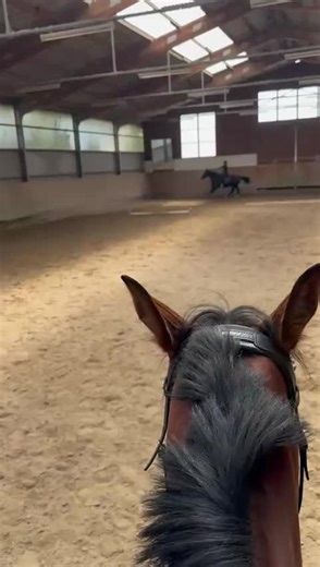 Kleine Cavalettis und Sprungfähigkeiten präsentieren