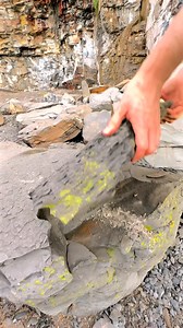 Fossil hunting reveals more than shells — it uncovers the story of oceans alive with ammonites, belemnites, and reptiles of every shape and size 🦕🌊 For ammonite rocks to crack open, please visit our official online store yorkshirefossils.NET (link in bio) or message directly on Instagram @yorkshire.fossils 🦕 For more videos, check our YouTube / TikTok! 🏝 Thanks for supporting our page! 🐊 #natural #nature #fossil #fossils #ancient #animals #art #fblifestyle #ammonite #ammonites #dinosaur #sc