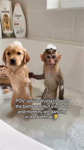 POV: you're trying to go to the bathroom but your dog and monkey are dancing in the bathtub