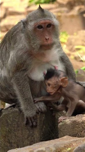 Beautiful Mom & baby Beautiful Animals Relaxing & Stress Relief