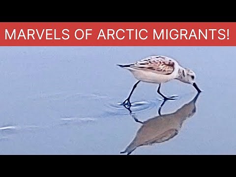 5 facts about Sanderlings: Your familiar Beach Sandpiper!