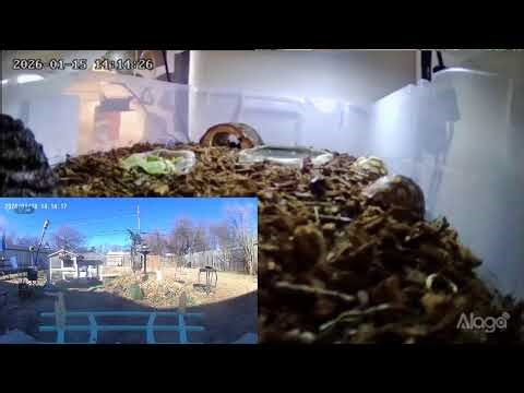 Baby Sulcata and Box Turtle cam JA 15THhh