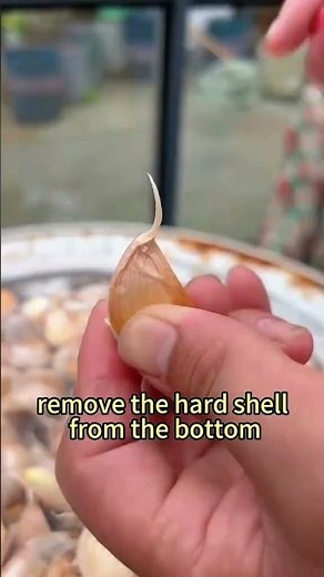 Grow Garlic Fast and Easy – Anyone Can Do It! #garden #plantproducts